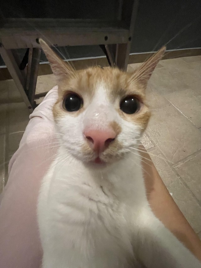 Семь котэ, и все разные