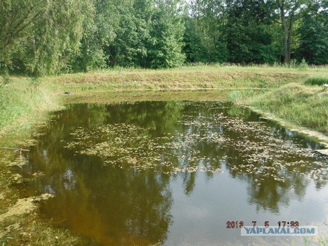 Пруд. Вид в другой стороны воды.