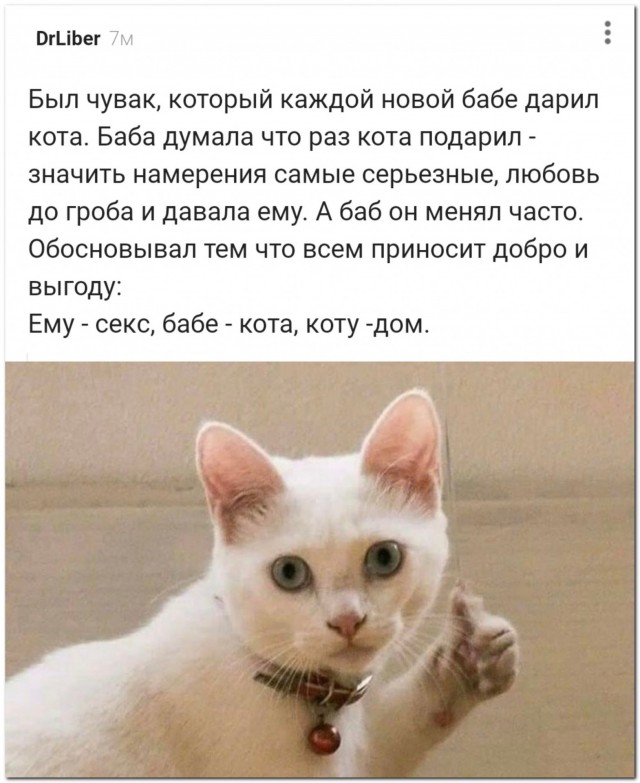 Как правильно пристроить котейку⁠