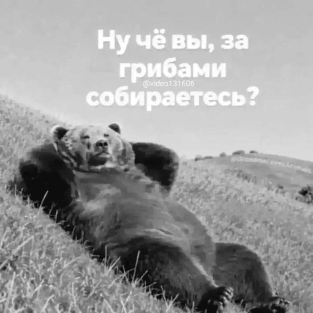 Российские охотники просят Мишустина отменить сбор за добычу медведя