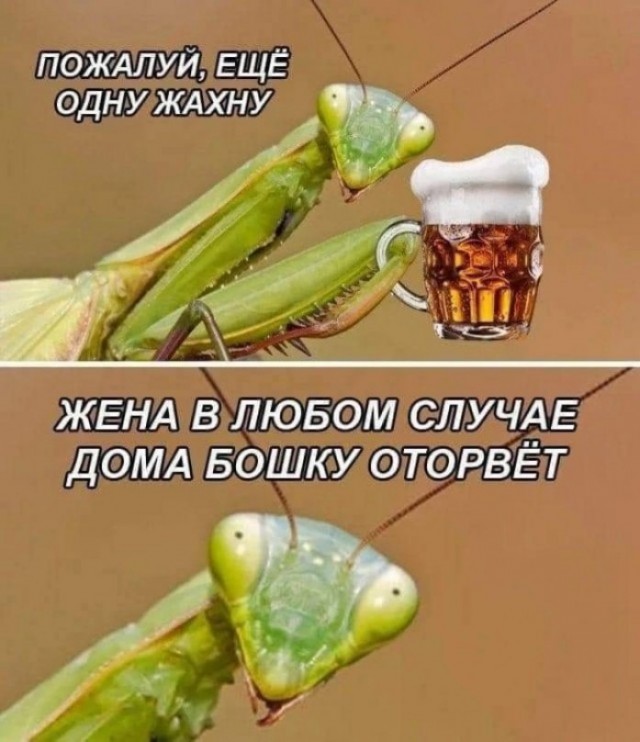 Веселые картинки в понедельник (26.10)