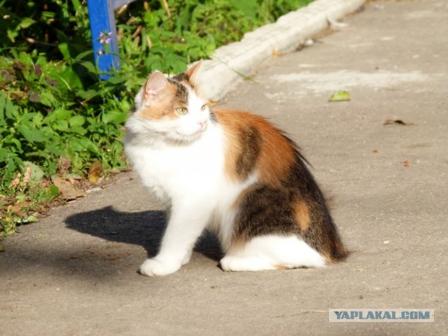 Котовторник   27.08.2013