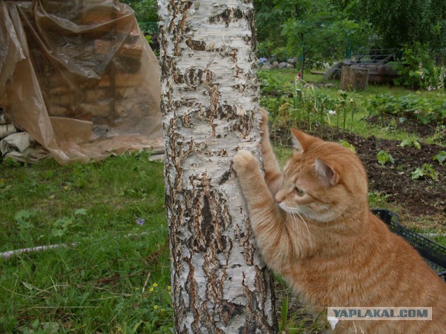 Вроде подружилась с нашим старшим котярой))