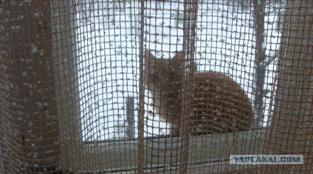 Котовторник 04.03.2014