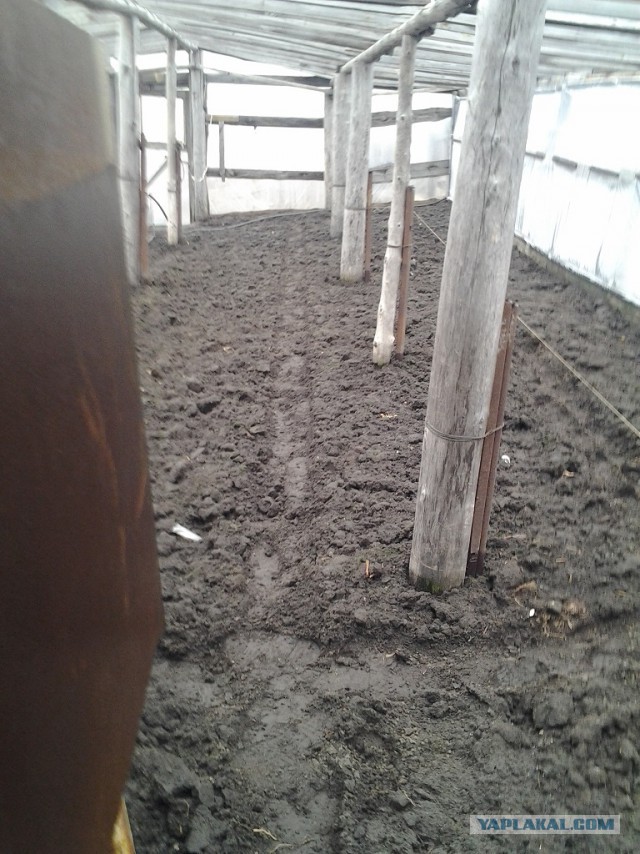 Любителям зелени