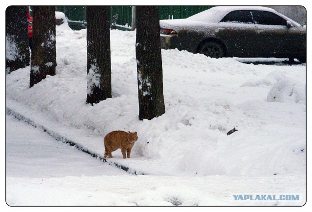 Котовторник   15.04.2014