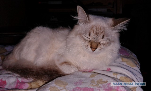 Котовторник  08.07.2014