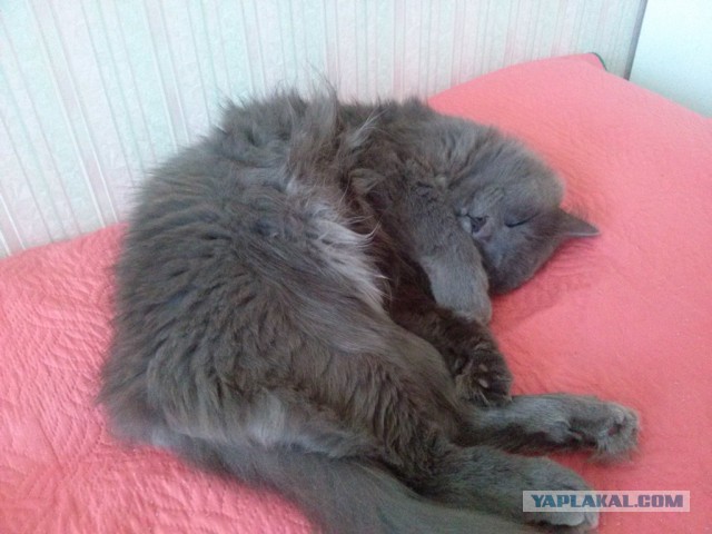 Котовторник  08.07.2014
