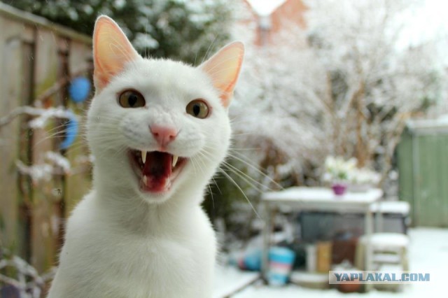 Реакция котэ на первый в его жизни снег.