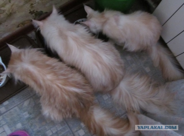 Котовторник 27.01.2015