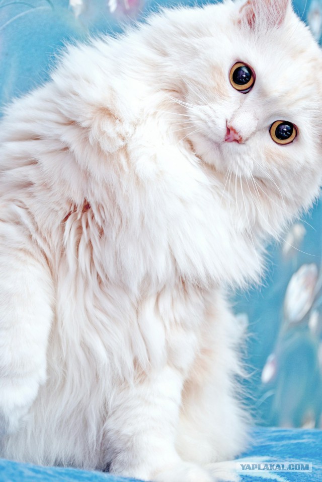 Котовторник 27.01.2015