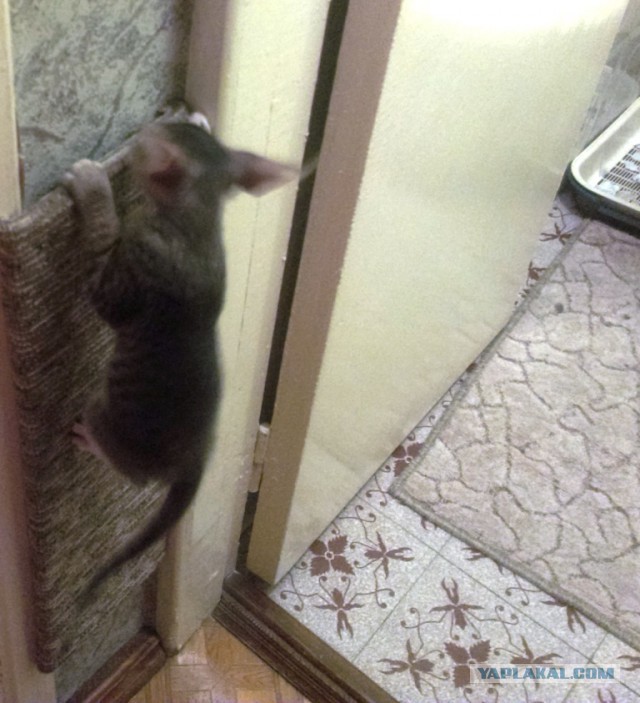 Жена зарукожопила