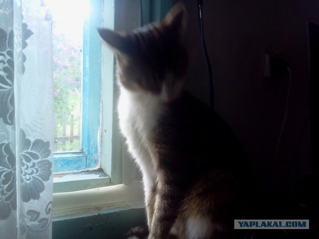 Котовторник