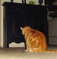 Коты, кошки, котята