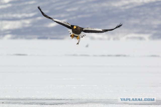 Медведи Камчатки
