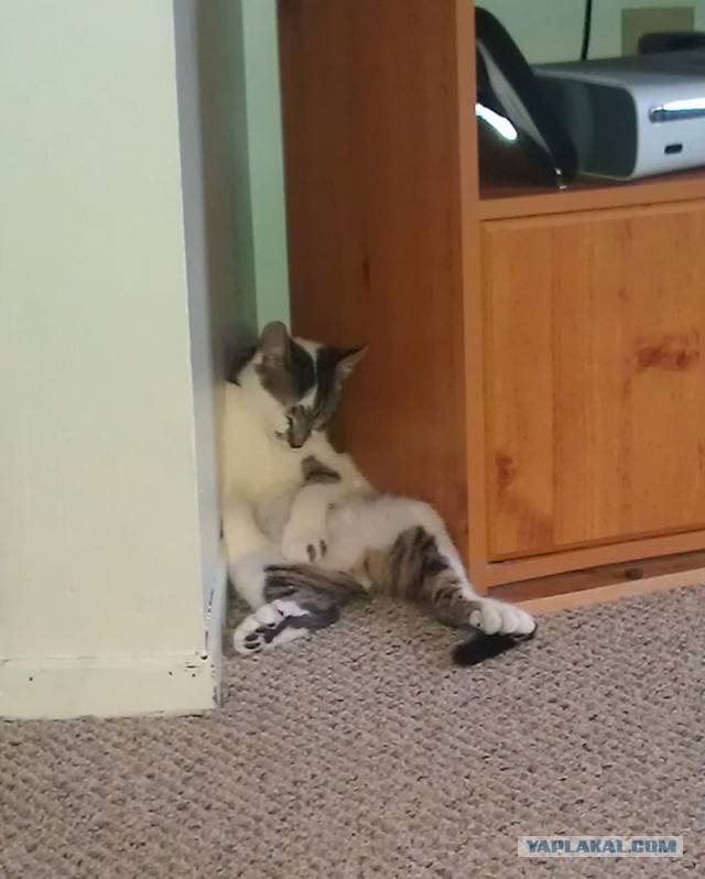15 мест, в которых неожиданно можно обнаружить котэ