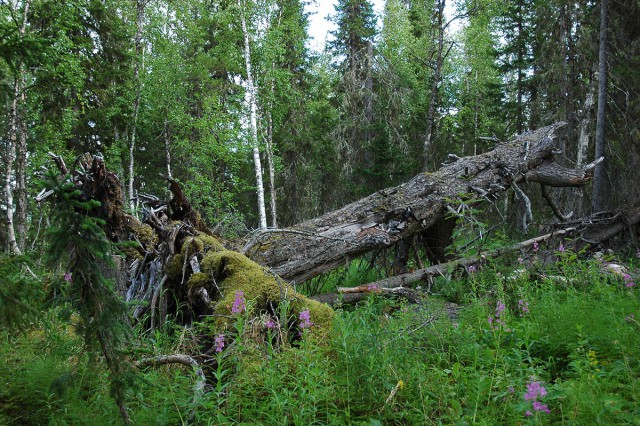 Деревенская Америка - 2