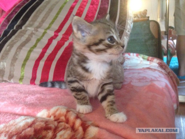 Котовторник. Алиса. Одно из лучших творений природы.