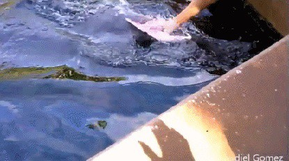 Коварство дельфинов не знает границ!