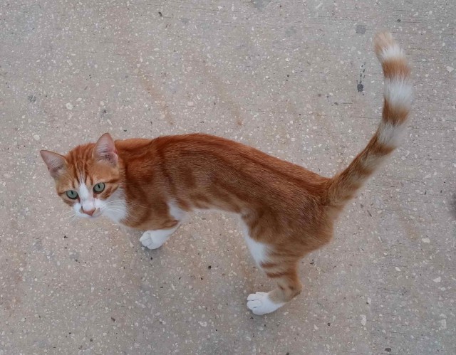 Котовторник 30.08.2016