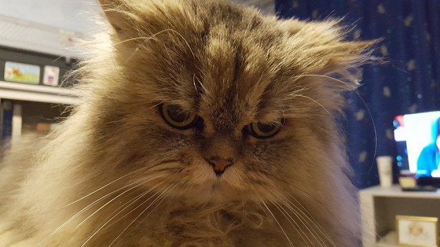 Нападение кота