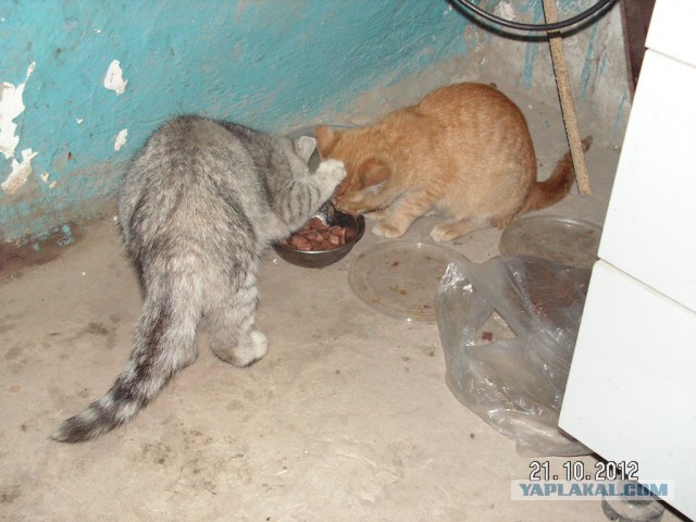 Коты миску делят