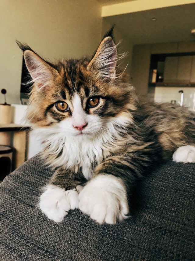 Котопрятки