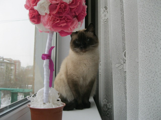 Коты из сети