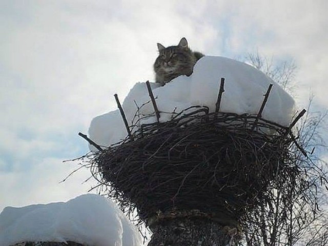 Коты из сети