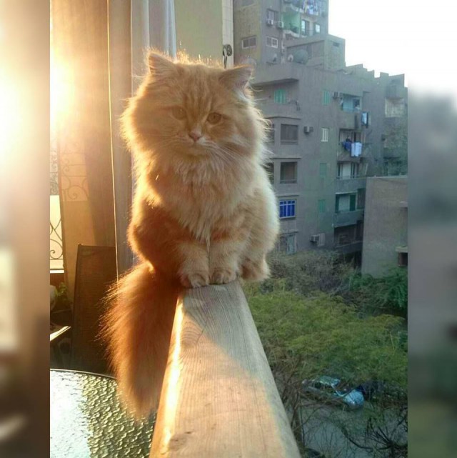 Коты и Кошки