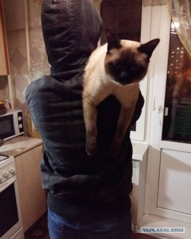 К котовторнику. Мои коты Васька и Кекса