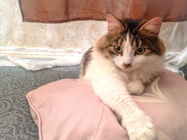 Коты и Кошки