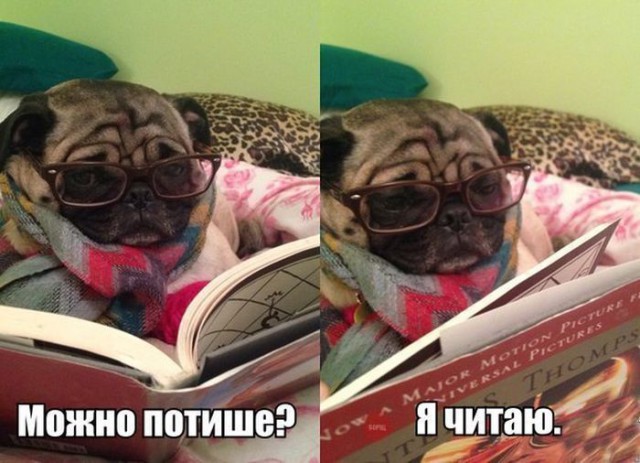Подборка забавных животных