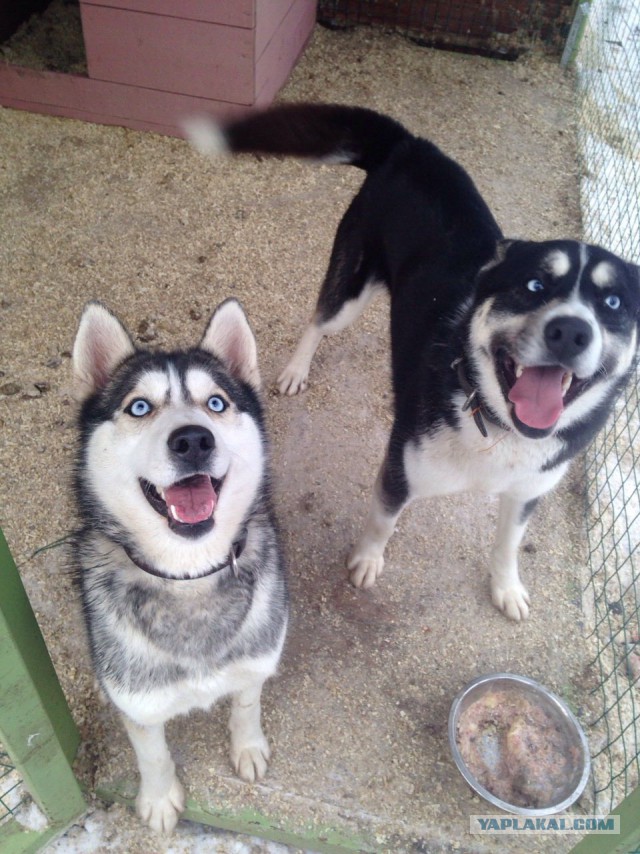 Чем занимаются хаски, когда думают, что их никто не видит