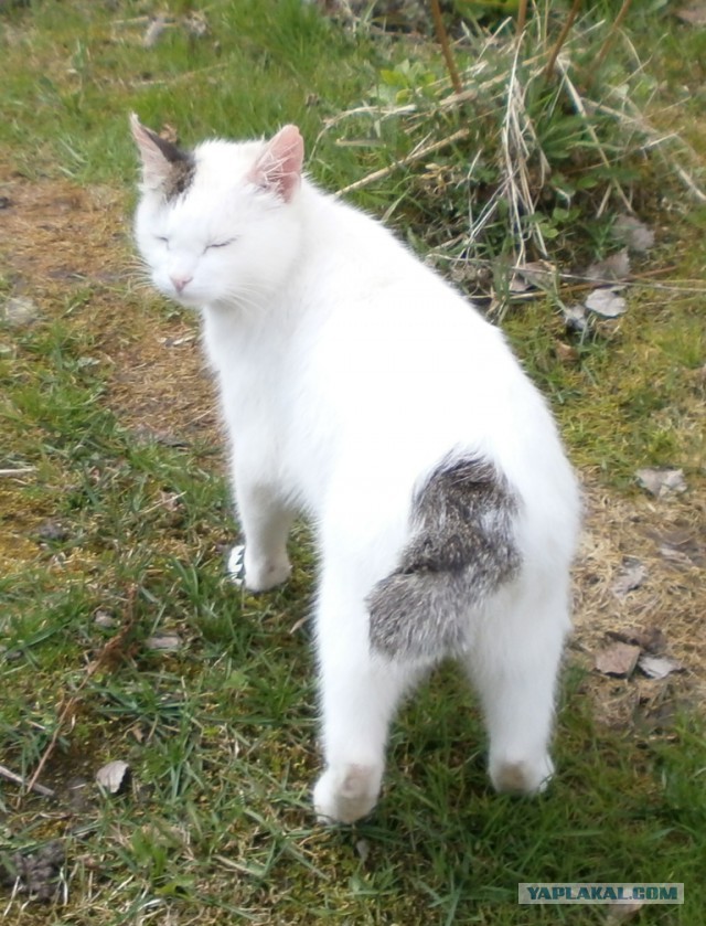 Котовторник  01.05.2018