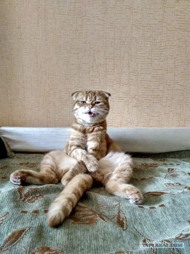Давай заведем кота