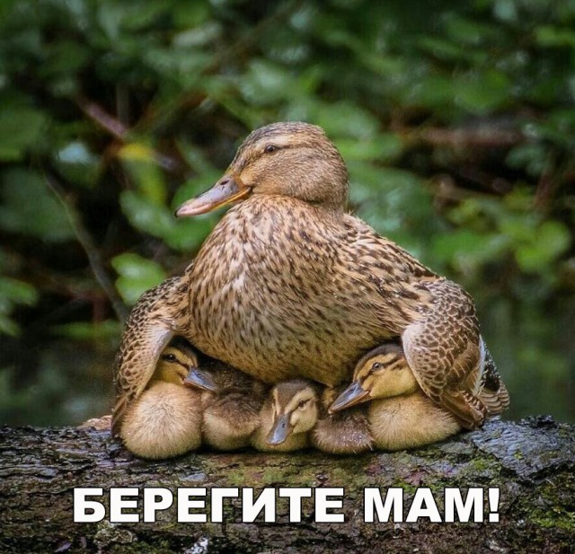 Живность из сети