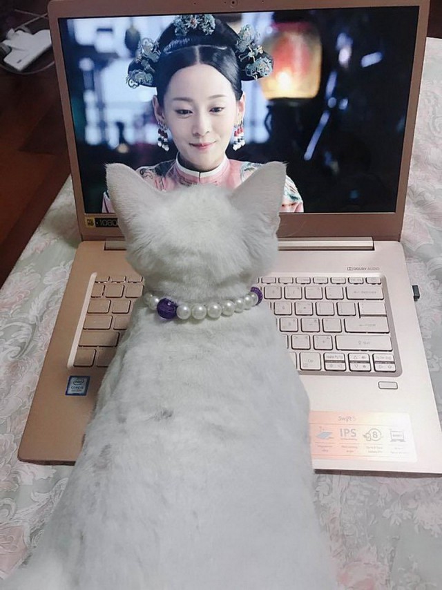 Прикольных котов пост