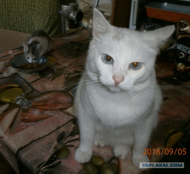 Котовторник 11.09.18.