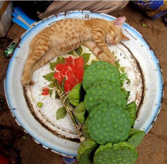 Котик и шаурма
