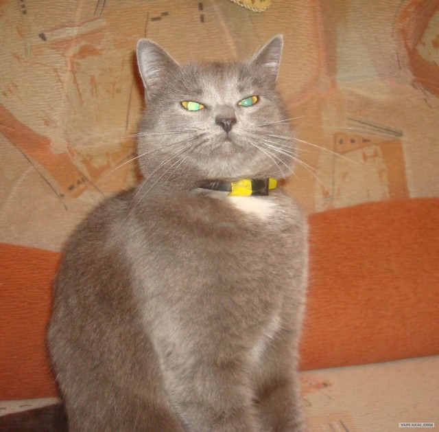 Котовторник - С праздником, котоводы!