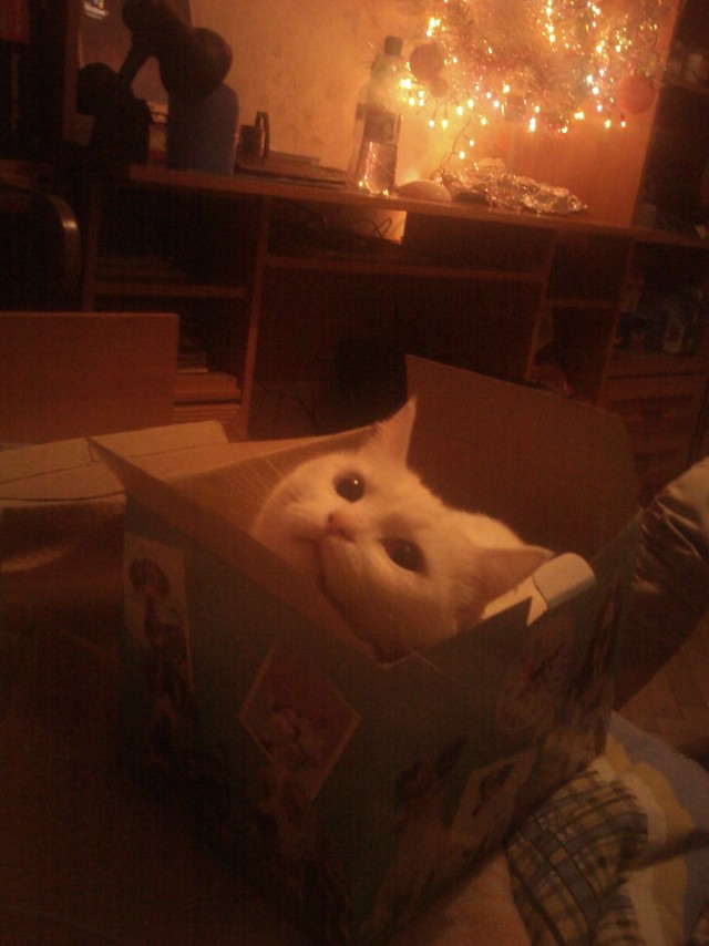 Котовторник уже сегодня!