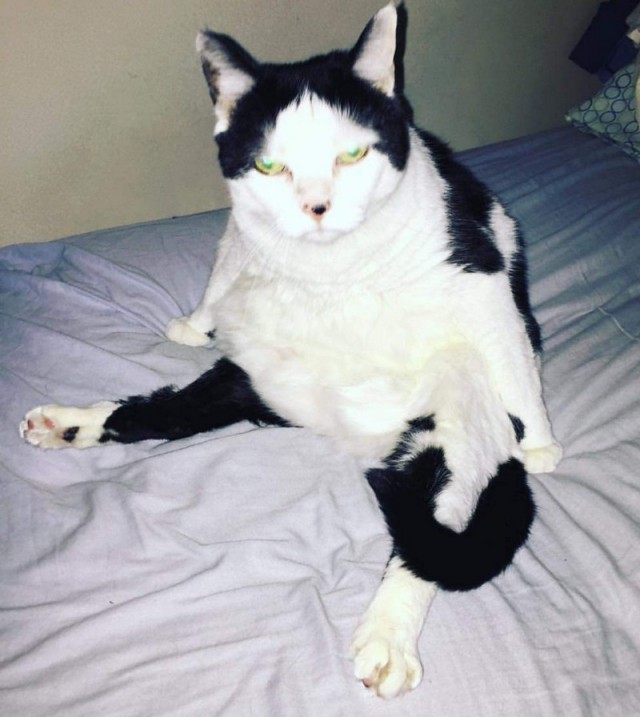 Прикольных котов пост