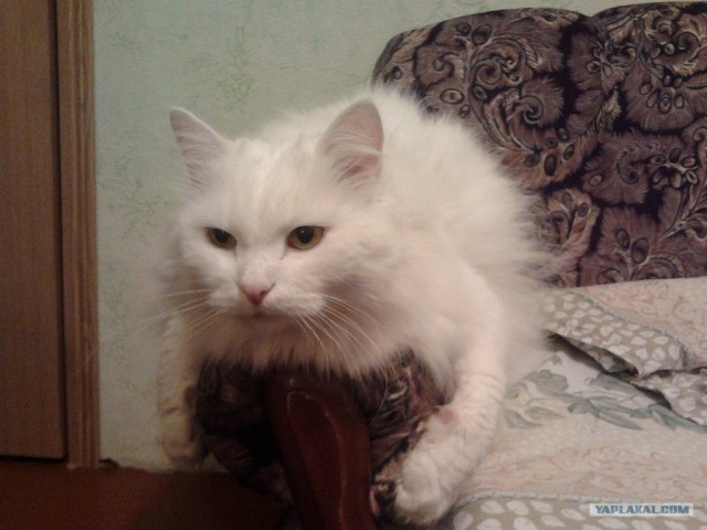 Котовторник! 08.11.11