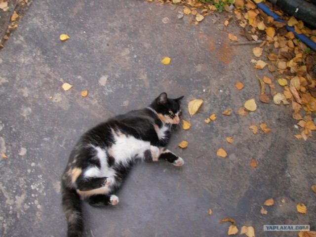 Котовторник (31.01.2012)
