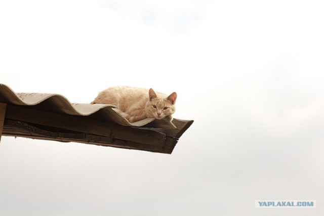 Котовторник 20.03.2012