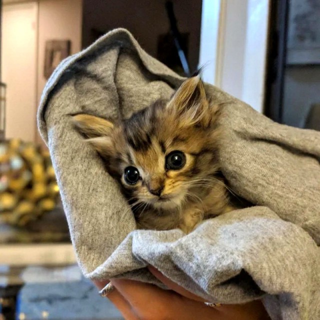 Прикольных котов пост