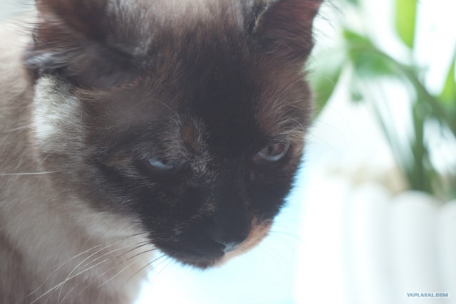 Котовторник  12. 06. 2012