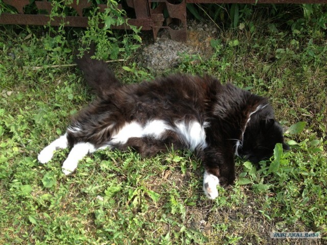 Котовторник 10. 07. 2012