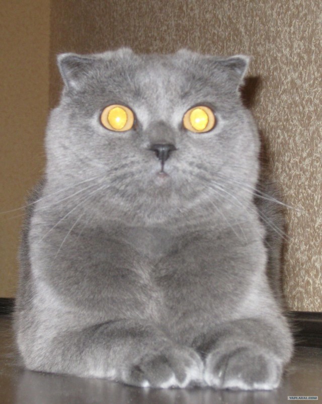 Котовторник 30.10.2012